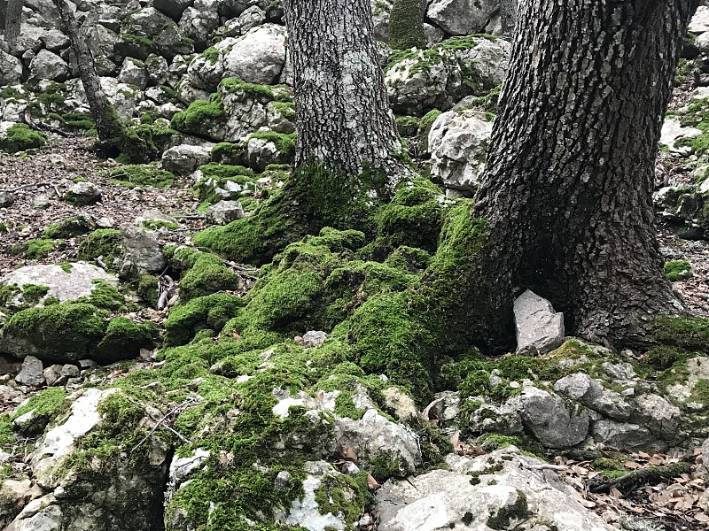 Valldemossa村庄。巴利阿里群岛。西班牙。