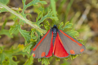 朱砂蛾，Tyria jacobaeae