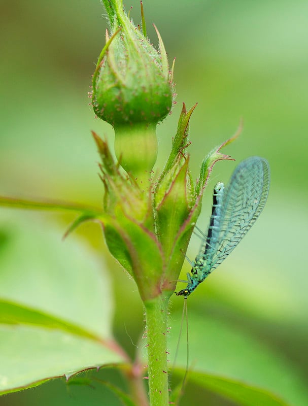 昆虫《黄金眼》在内的邦德系列(拉丁语。Chrysopidae)