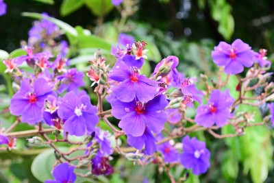 美丽的蓝花