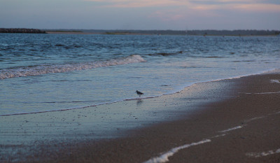 海鸟