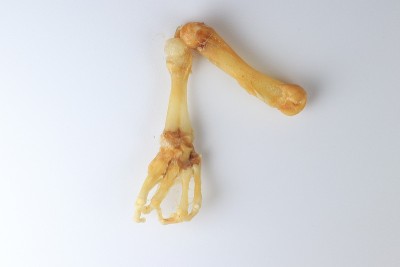 在实验室里研究青蛙的骨骼。