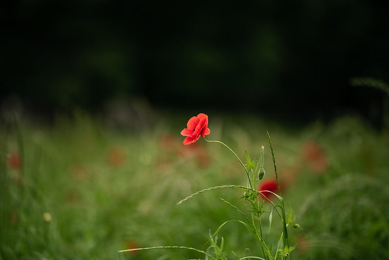 花园公园的红雪莉·波比