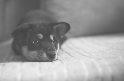 悲伤的柴犬躺在床上，黑白相间，对比度低