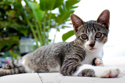 可爱的猫