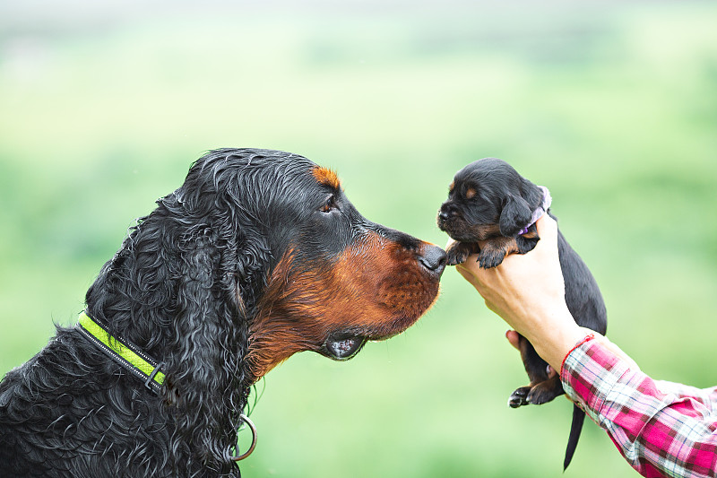 成年猎犬戈登在绿色森林的背景下遇到了一只刚出生的小狗