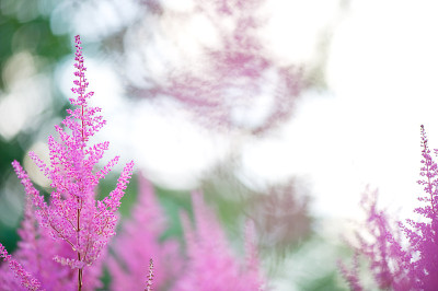 粉色Astilbe花