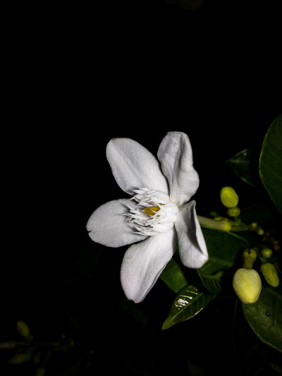 美丽的白色花朵。