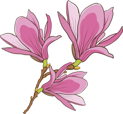 粉红色木兰的花枝