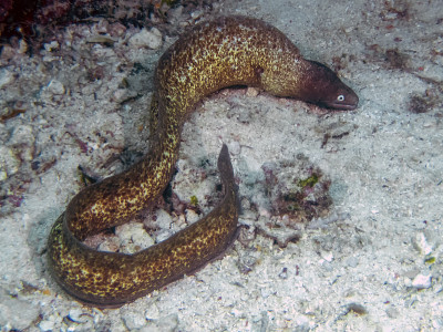 白眼海鳗(Gymnothorax thyrsoideus)