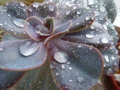 水滴在多肉上