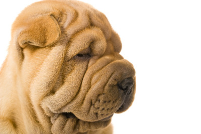 Sharpei狗