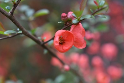 鲜花味蕾