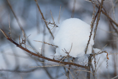 蓬松的白雪躺在光秃秃多刺的树枝间