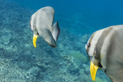 钱包batfish