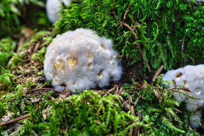 靠近蘑菇火种与拉丁名称Fomitopsis pinicola在秋天的森林与水滴