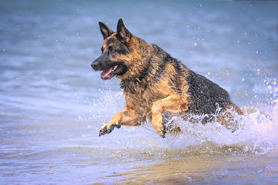 一只德国牧羊犬在海滩上享受一天。