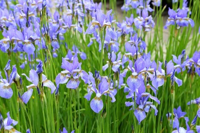 虹膜sibirica。