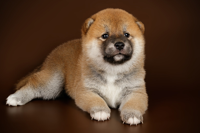 日本柴犬的彩色背景