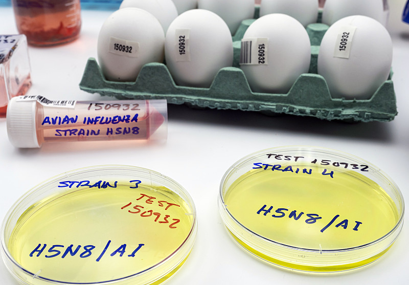 人感染H5N8禽流感新毒株，有标本培养皿，概念图像