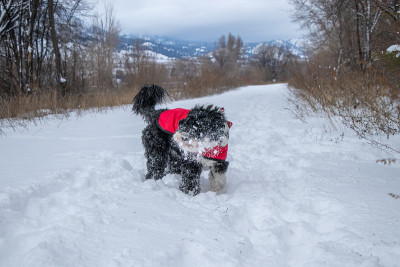 狗在冬天把雪抖掉
