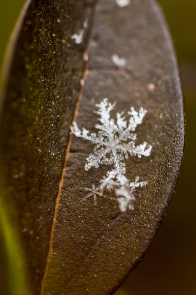 雪花在叶