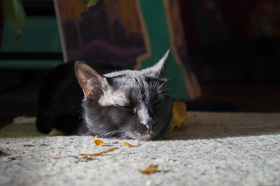 睡觉的猫