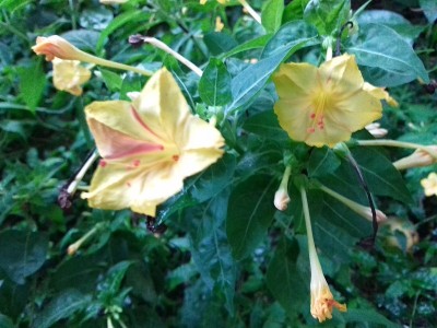 4点花