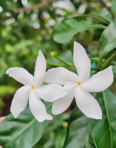 风车花，茉莉花，紫薇，东印度玫瑰