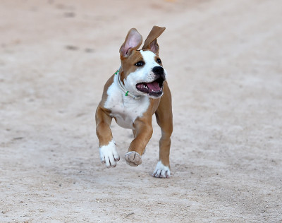 年轻的斗牛犬犬
