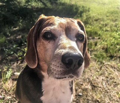 小猎犬向上关闭