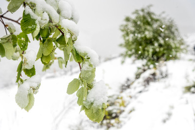 绿叶和雪
