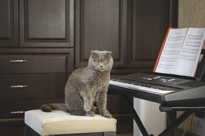 一只灰色的猫用钢琴乐谱演奏合成器