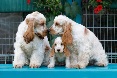带幼犬的纯种英国可卡犬