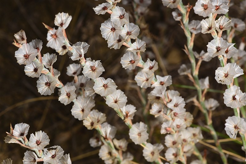 Close-up branches of small white flowers