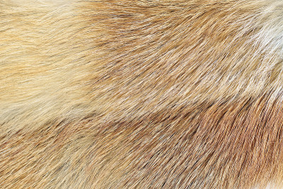红狐(Vulpes sp.)毛皮背景