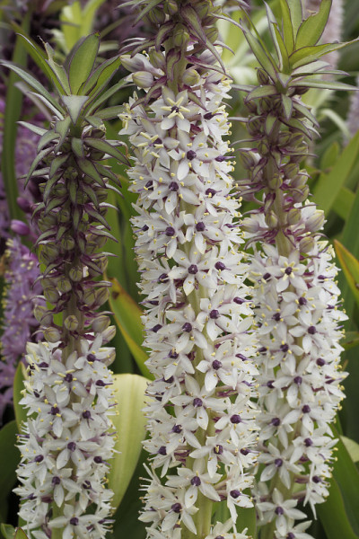 菠萝莉莉