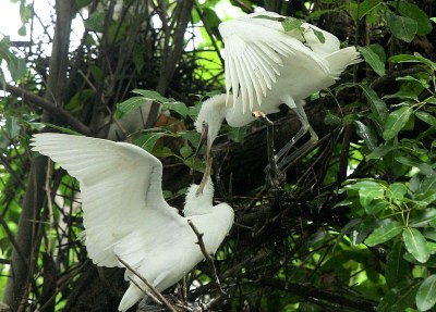 Kankaria——Egret-Infants-Breeding Season-Ahmedabad