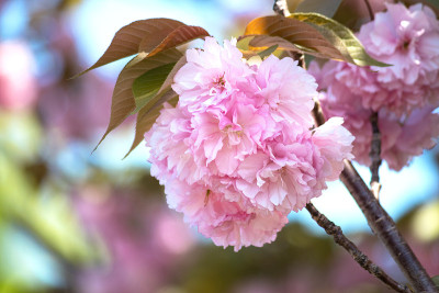 double-flowered樱花——“Yae-sakura”