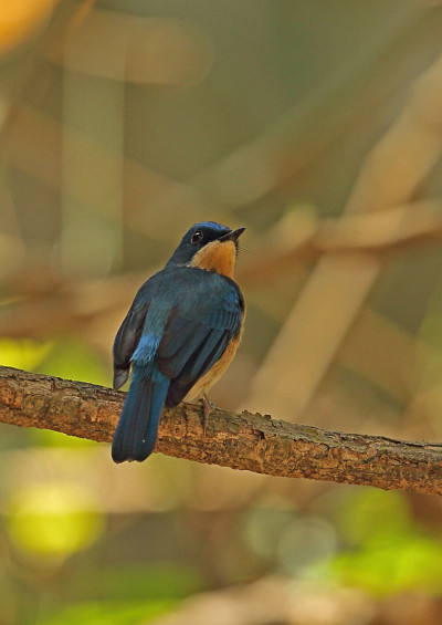 马来Blue-flycatcher