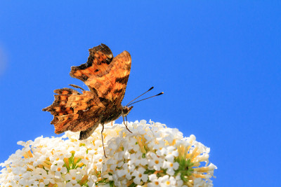 逗号(Polygonia c-album)