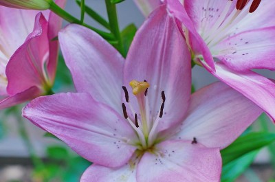 花亚洲粉红百合近
