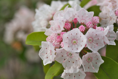 Kalmia