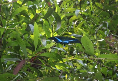 翡翠燕尾蝶(Papilio palinurus)，翡翠孔雀或绿色带状孔雀坐在一片树叶上。Odisha