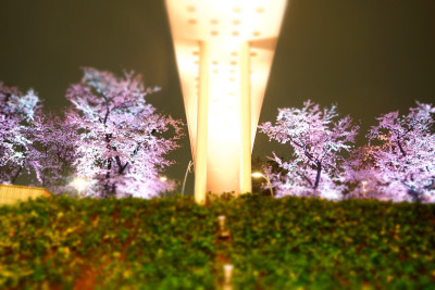 东京市中心的樱花