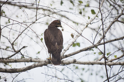 金鹰(Aquila chrysaetos)