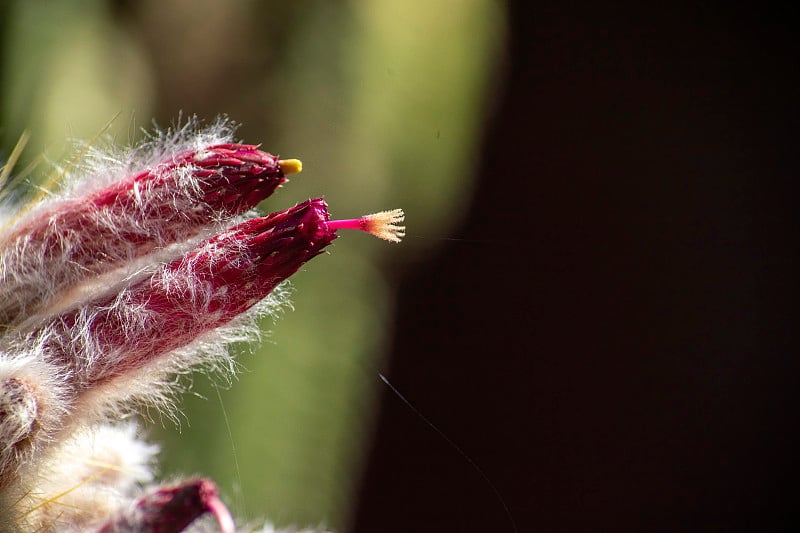 银色火炬仙人掌(cleistocactus strausii)的粉红色花，背景模糊