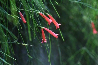 鲁塞利亚花 （鲁塞利亚等式） 。