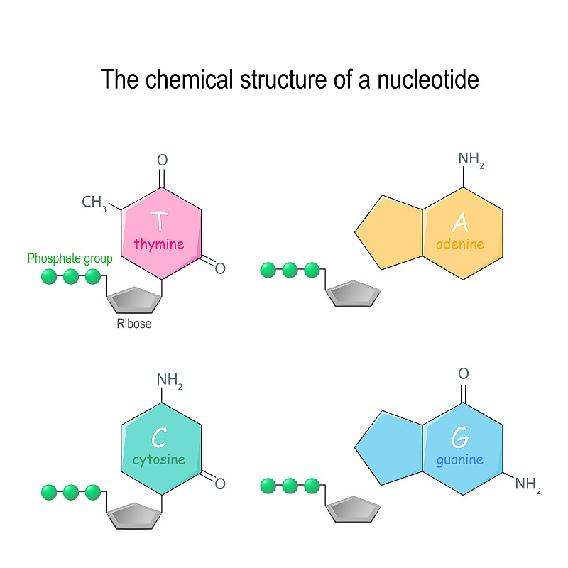核苷酸核苷酸的化学结构DNA中的四种主要碱基:腺嘌呤，胞嘧啶，鸟嘌呤和胸腺嘧啶。磷酸基和核糖