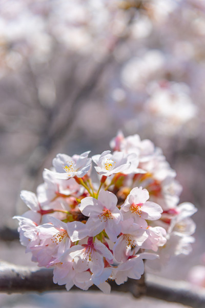 日本东京目黑河的樱花盛开季节